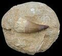 Mosasaur (Prognathodon) Tooth In Rock - Nice Tooth #60175-1